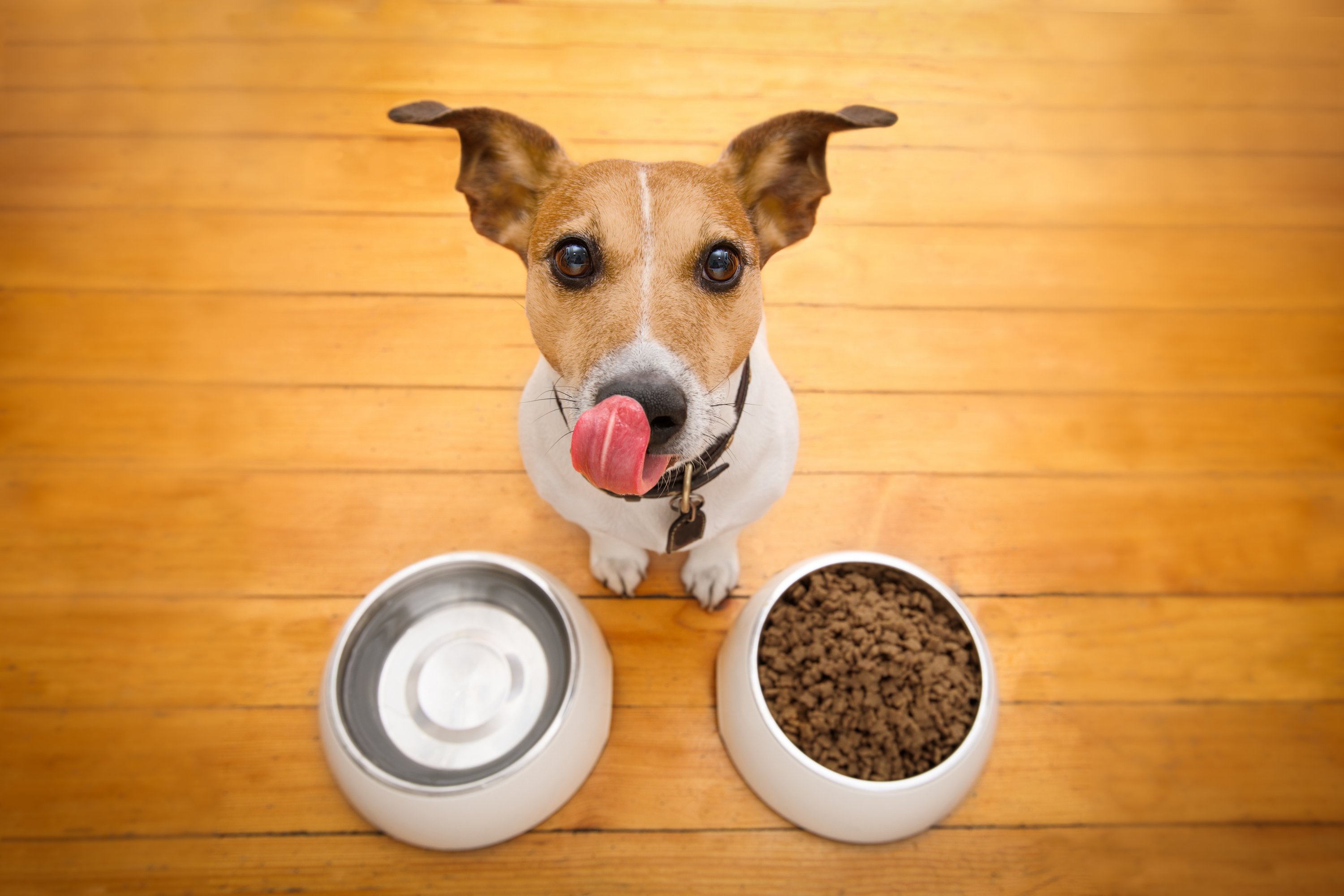 Foodie Heaven: Elevate Your Pets Dining Experience!